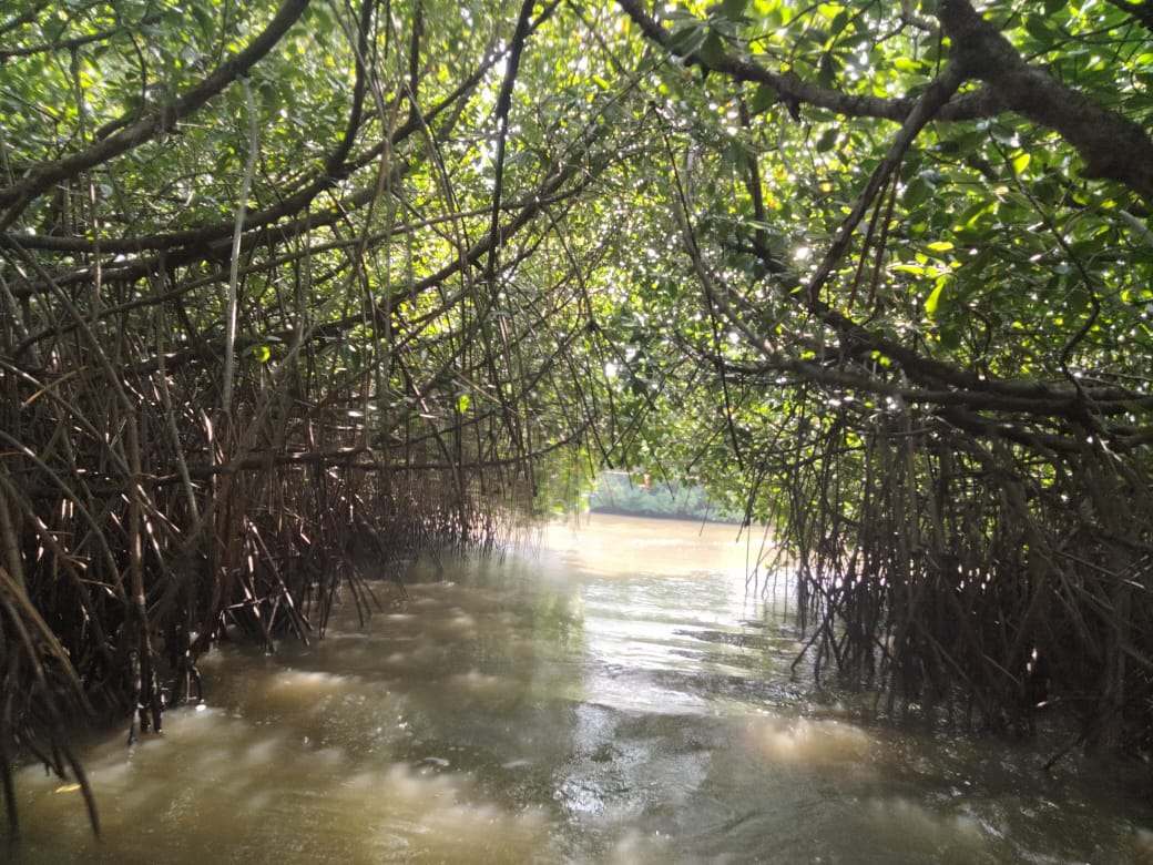 இயற்கை எழில் கொஞ்சும் பிச்சாவரம்.